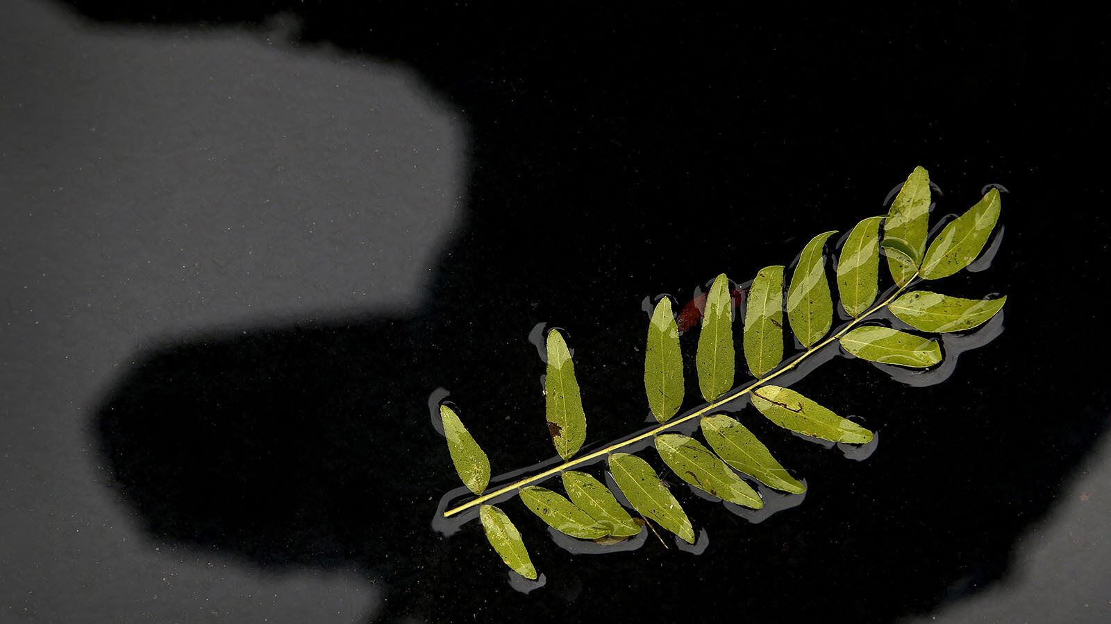 Locust leaves